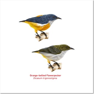 Orange-bellied Flowerpecker | Dicaeum trigonostigma ⚥ Posters and Art